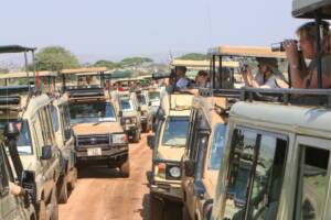 Tanzania Family Safari Best Expert Tips and Destinations for Your Adventure