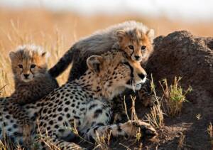 Kenya Wildlife Safari A Thrilling Adventure Through Africa Wild Heart