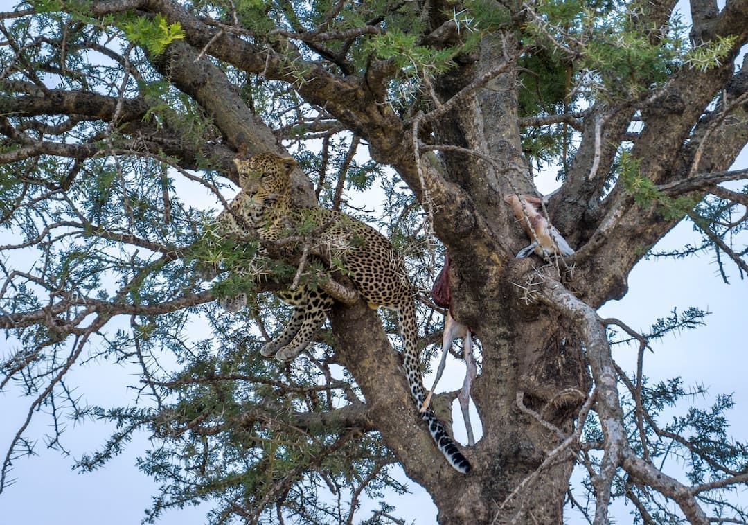 Kenya Luxury safari