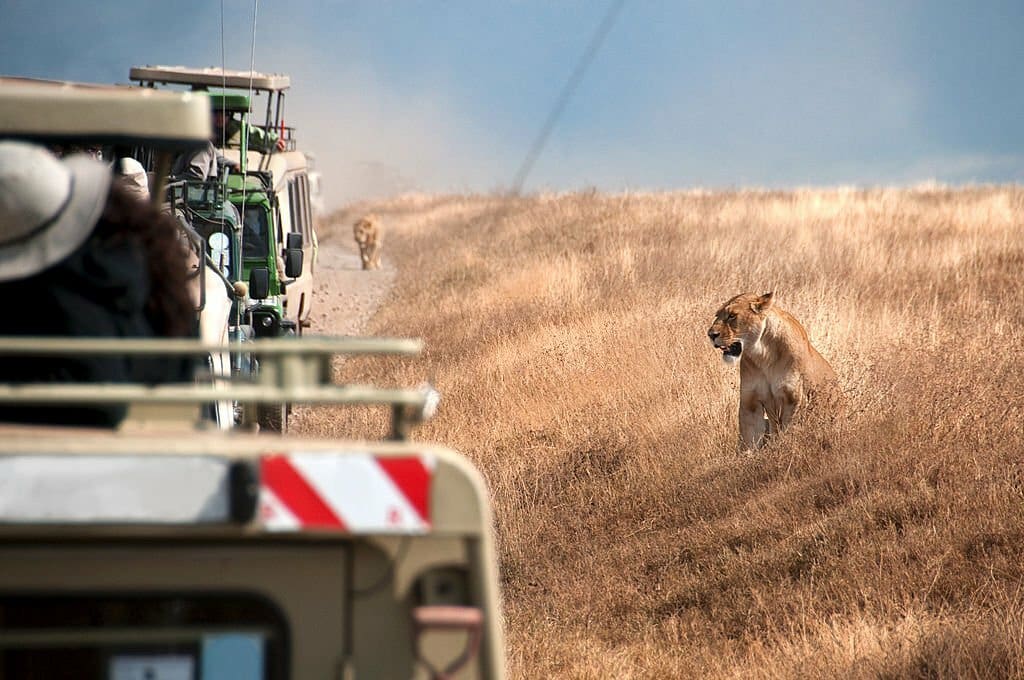 Game Drive Safari